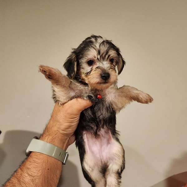 mixed-cream-hypoallergenic-yorkipoo