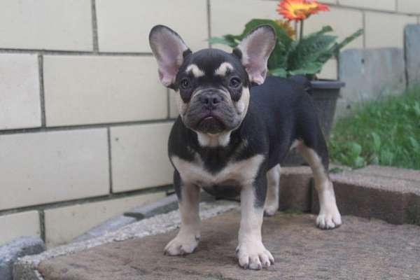 male-french-bulldog