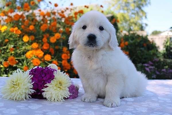 male-golden-retriever-puppy