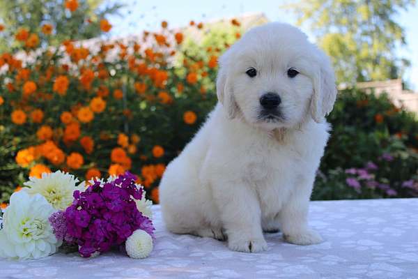 male-golden-retriever-puppy