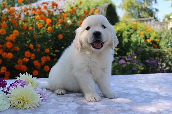 male-golden-retriever-puppy