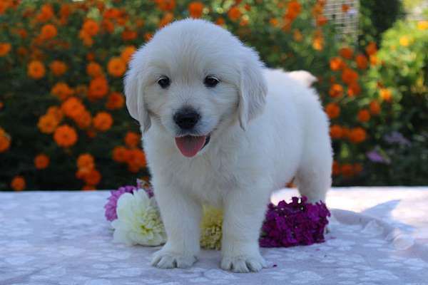 male-golden-retriever-puppy