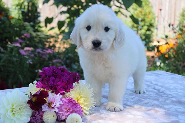 male-golden-retriever-puppy