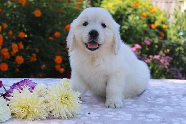 female-golden-retriever-puppy