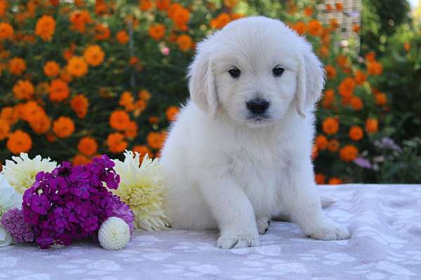 female-golden-retriever-puppy