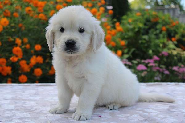 male-golden-retriever-puppy