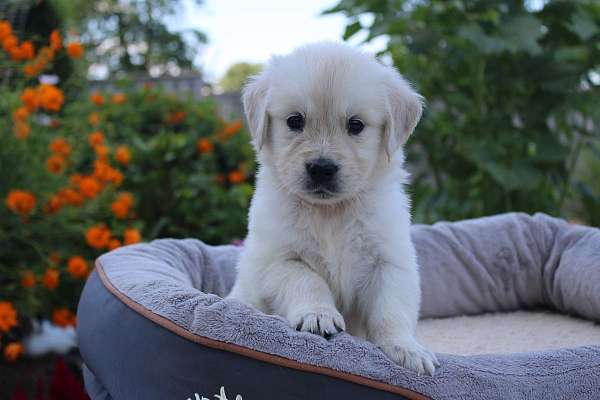 female-golden-retriever-puppy