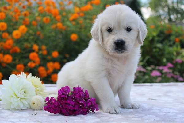 female-golden-retriever-puppy