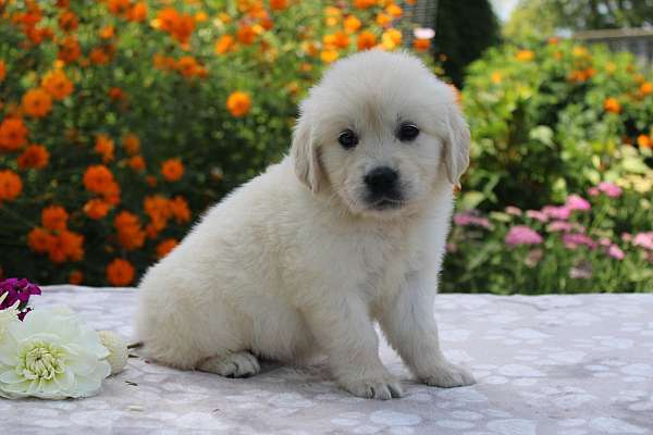 female-golden-retriever-puppy