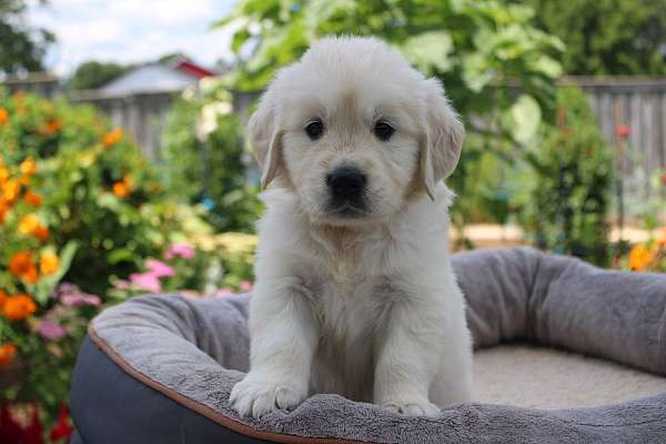 female-golden-retriever-puppy