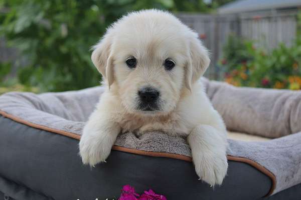 female-golden-retriever-puppy