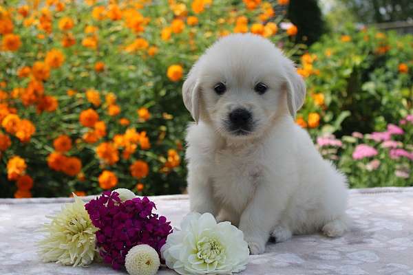 female-golden-retriever-puppy