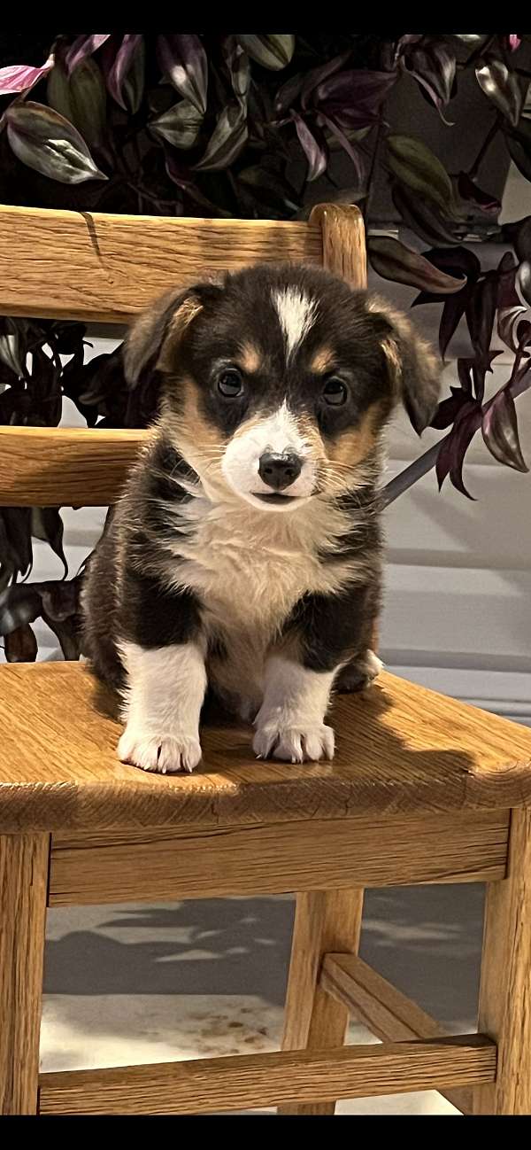 male-corgi-dog