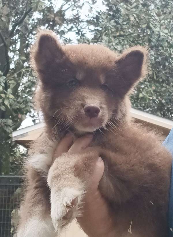 male-black-cream-smooth-coated-siberian-husky