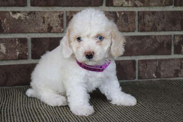 female-miniature-poodle-puppy