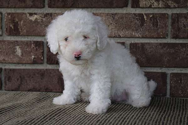 female-miniature-poodle-puppy