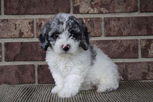 female-miniature-poodle-puppy