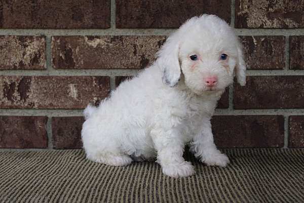 male-miniature-poodle-puppy