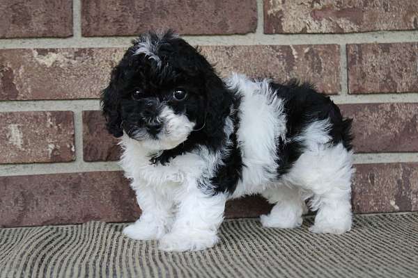 male-miniature-poodle-puppy