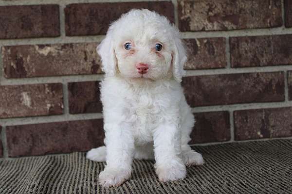 female-miniature-poodle-puppy