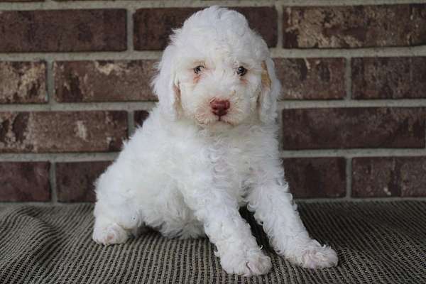 female-miniature-poodle-puppy