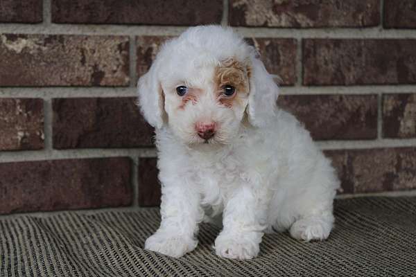 female-miniature-poodle-puppy