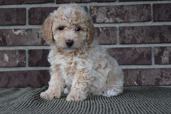 female-miniature-poodle-puppy