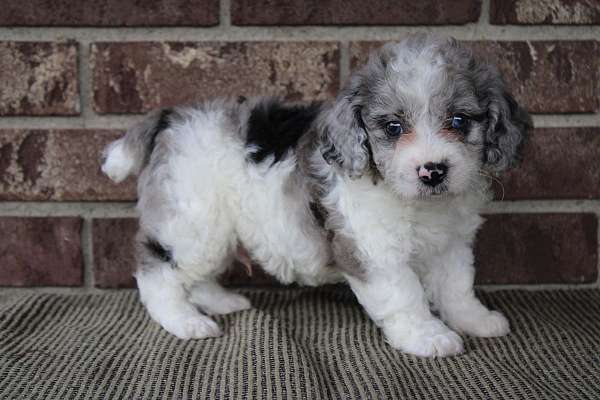 male-miniature-poodle-puppy