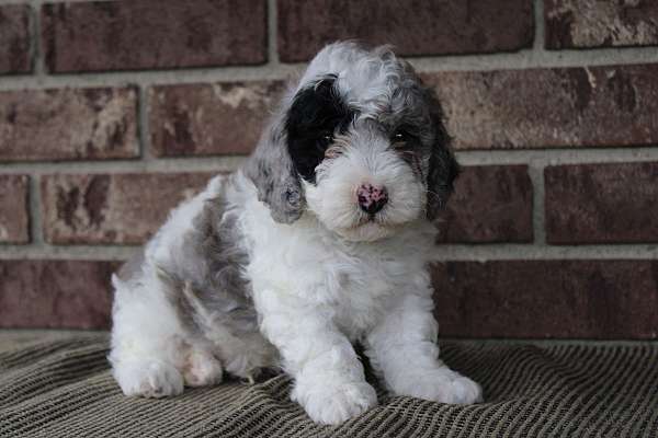 male-miniature-poodle-puppy