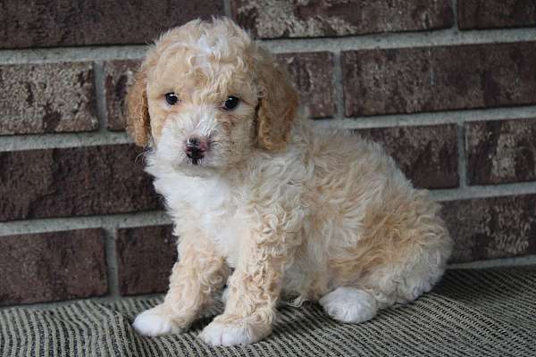 male-miniature-poodle-puppy