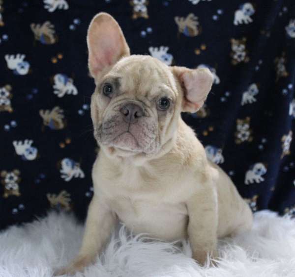 male-french-bulldog