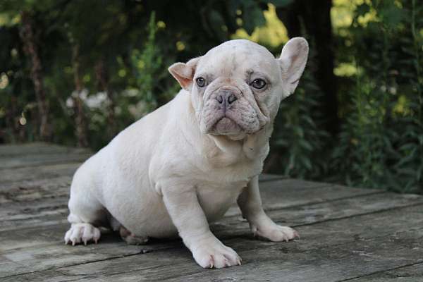 female-french-bulldog