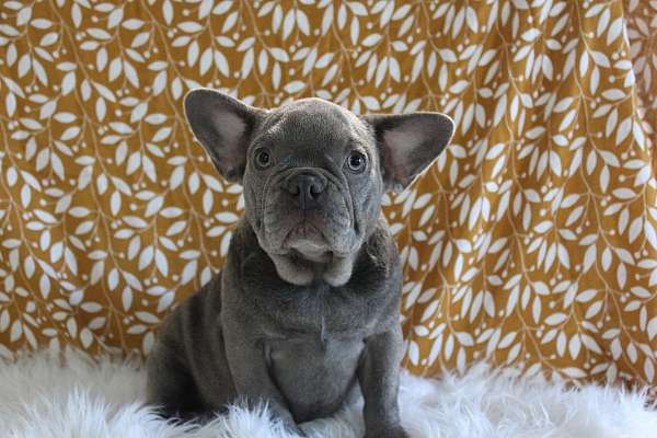 female-french-bulldog