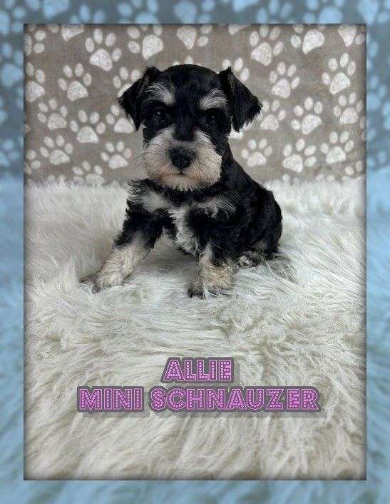 female-miniature-schnauzer-puppy