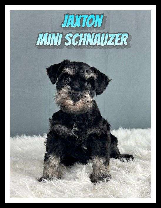 male-miniature-schnauzer-puppy