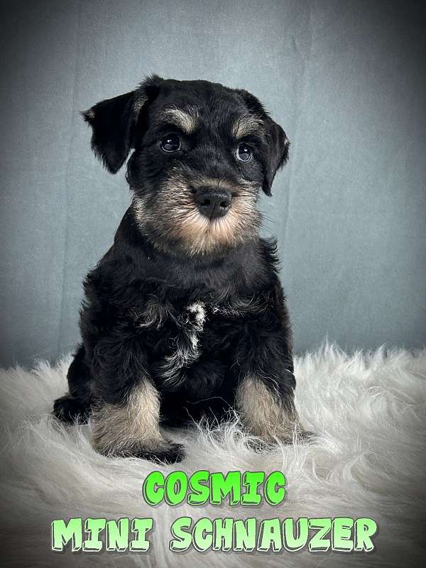 male-miniature-schnauzer-puppy