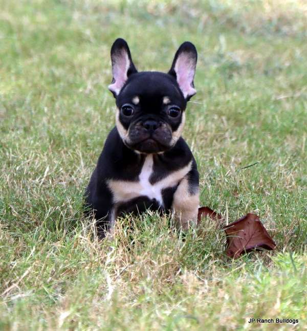 black-tan-smooth-coated-french-bulldog