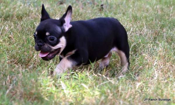 mixed-black-tan-smooth-coated-french-bulldog