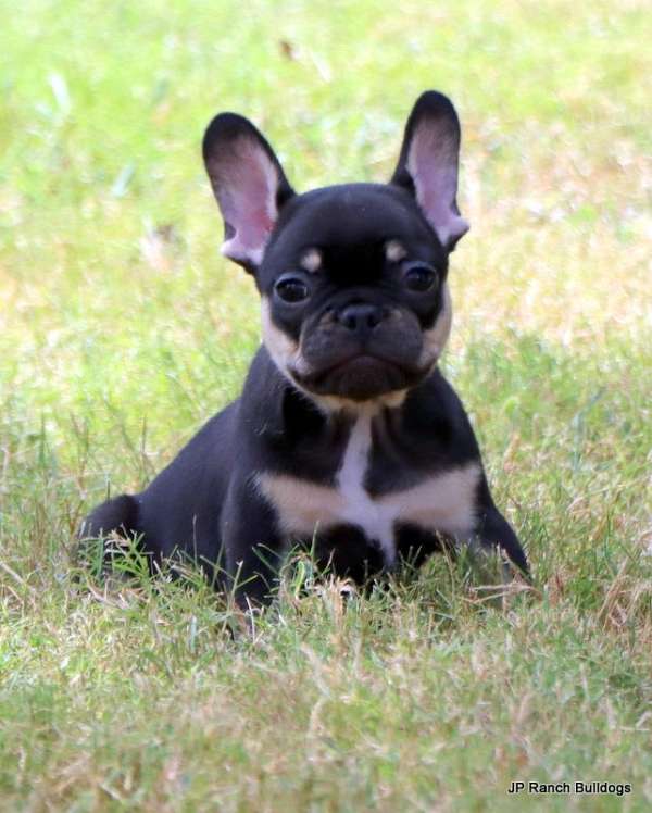 smooth-coated-mixed-french-bulldog