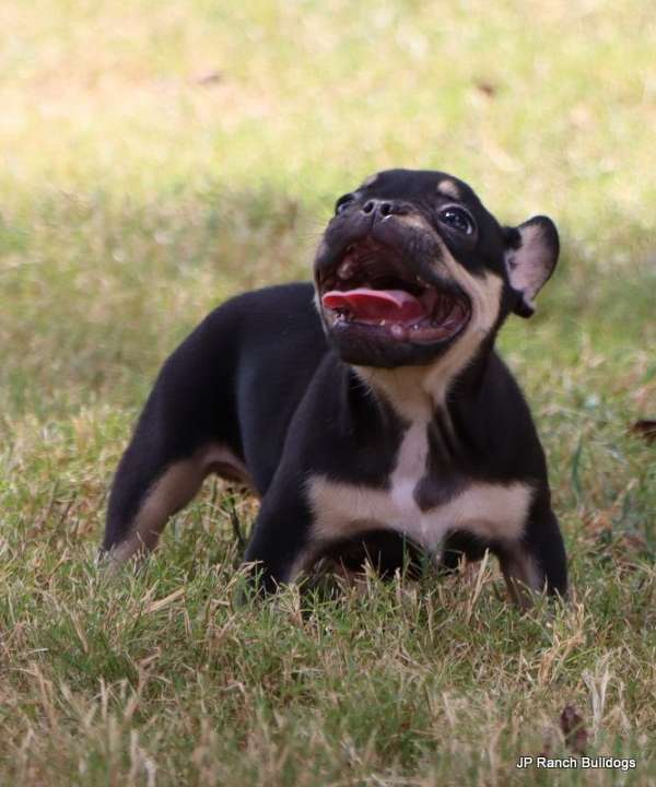 smooth-coated-mixed-puppy