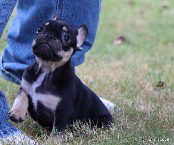 black-tan-mixed-puppy