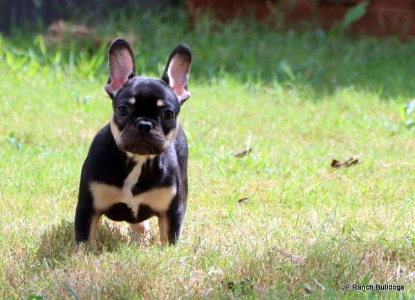 smooth-coated-french-bulldog