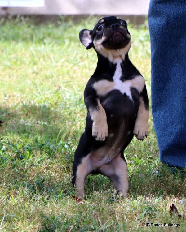 black-tan-french-bulldog