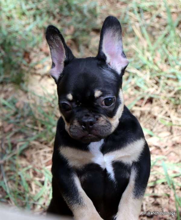 black-tan-smooth-coated-puppy