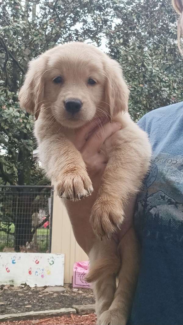 vaccinated-golden-retriever