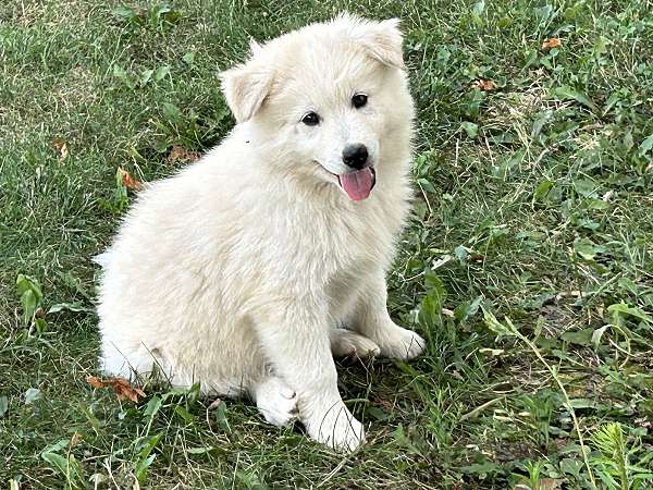 long-haired-huskimo