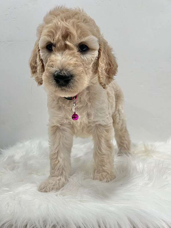 mixed-goldendoodle-dog