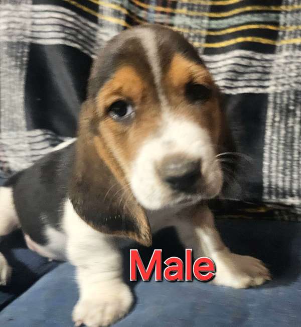 male-basset-hound-dog