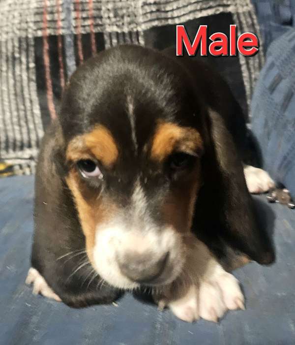 male-basset-hound-dog