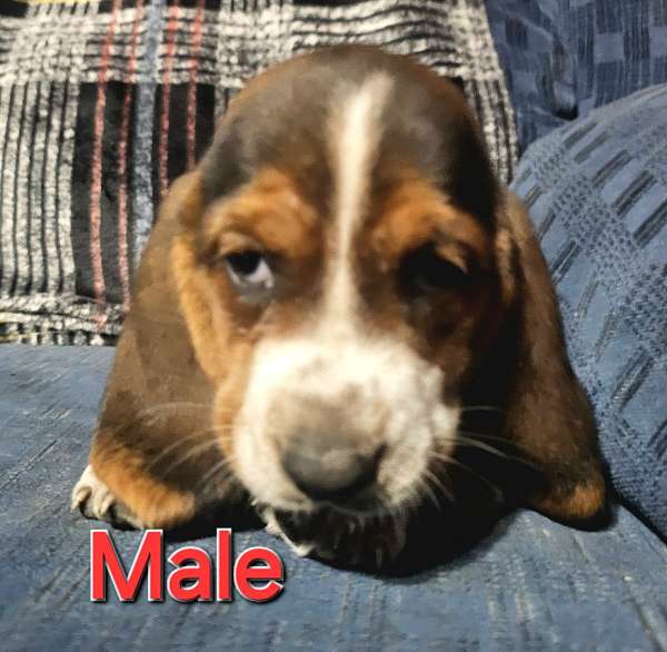 male-basset-hound-dog